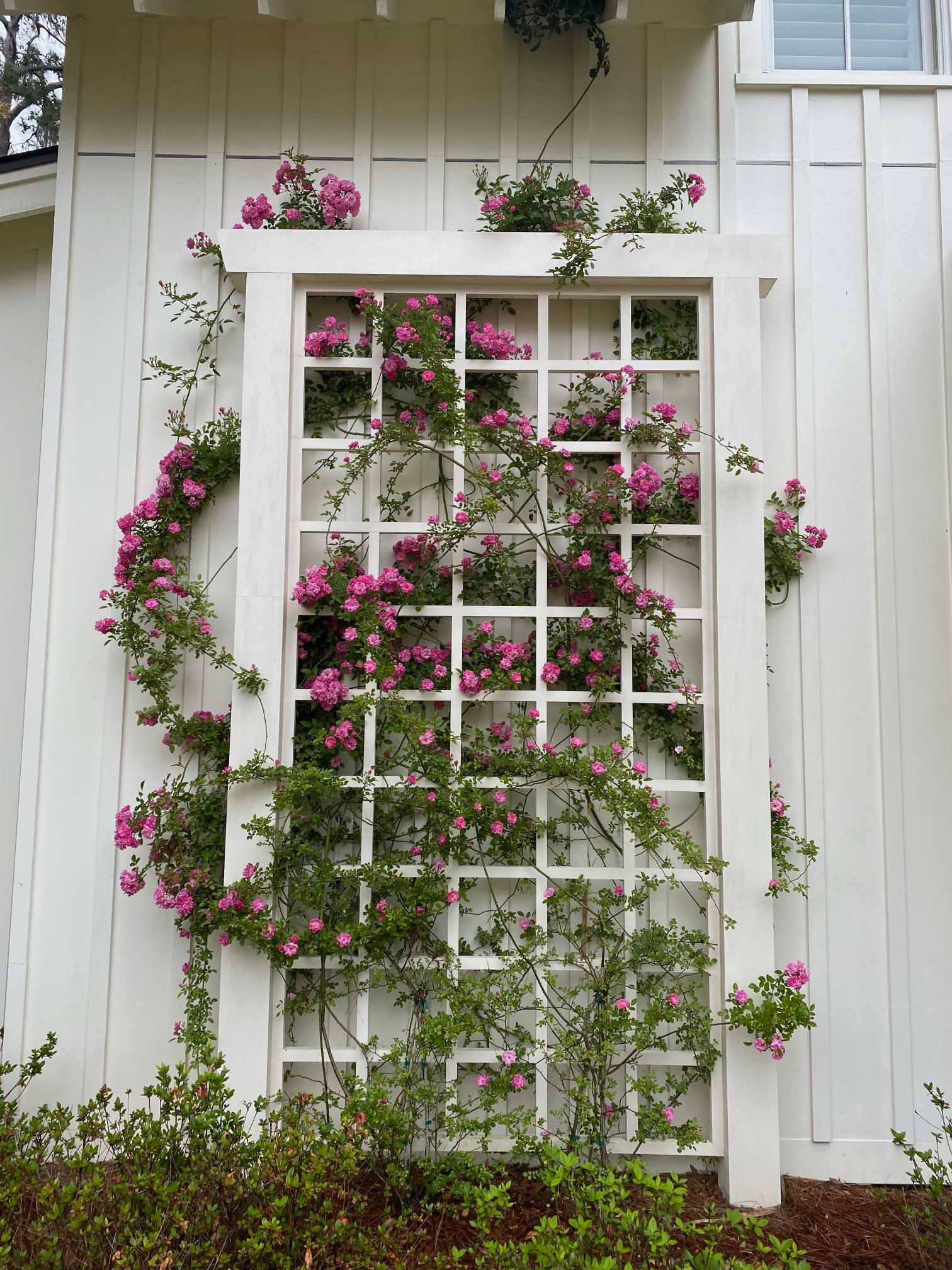 Hardscaping-Trellis
